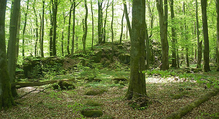 Skogen på Allarps bjär