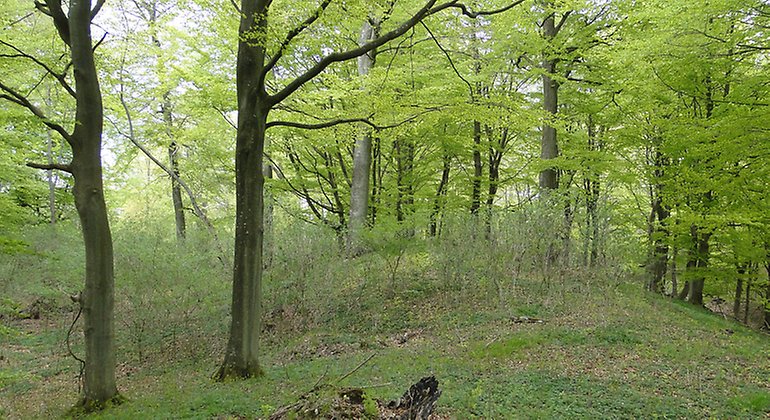 Bokskog i lövspricknigens tid