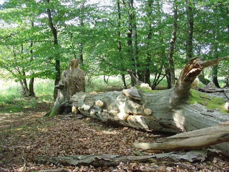 En liggande stam med svampar i bokskog