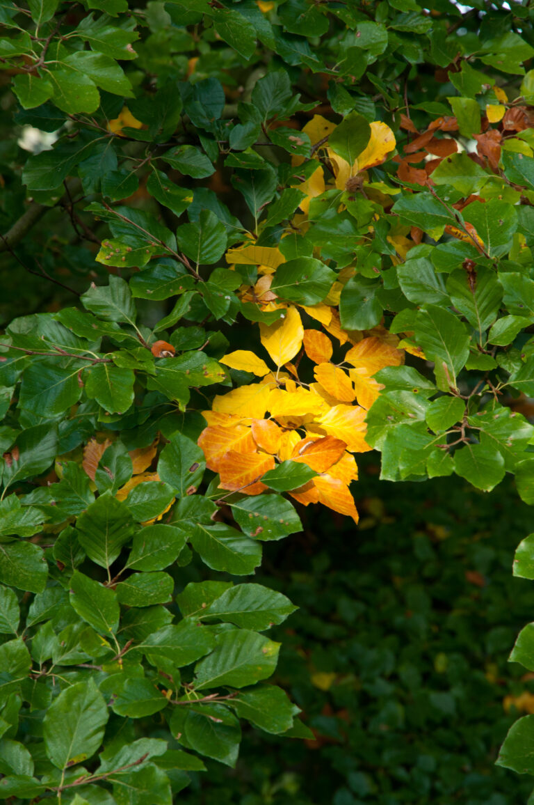 Både gröna och gula boklöv