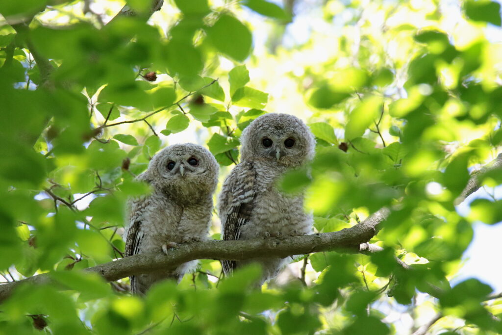 två kattuggleungar på en gren i lövskog