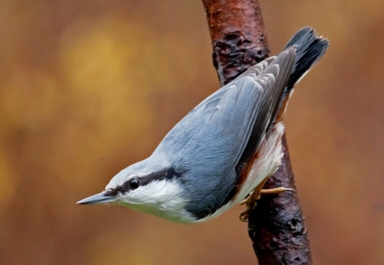Nuthatch on tree branch